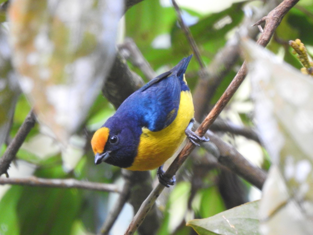 Orange-bellied Euphonia - ML639766645