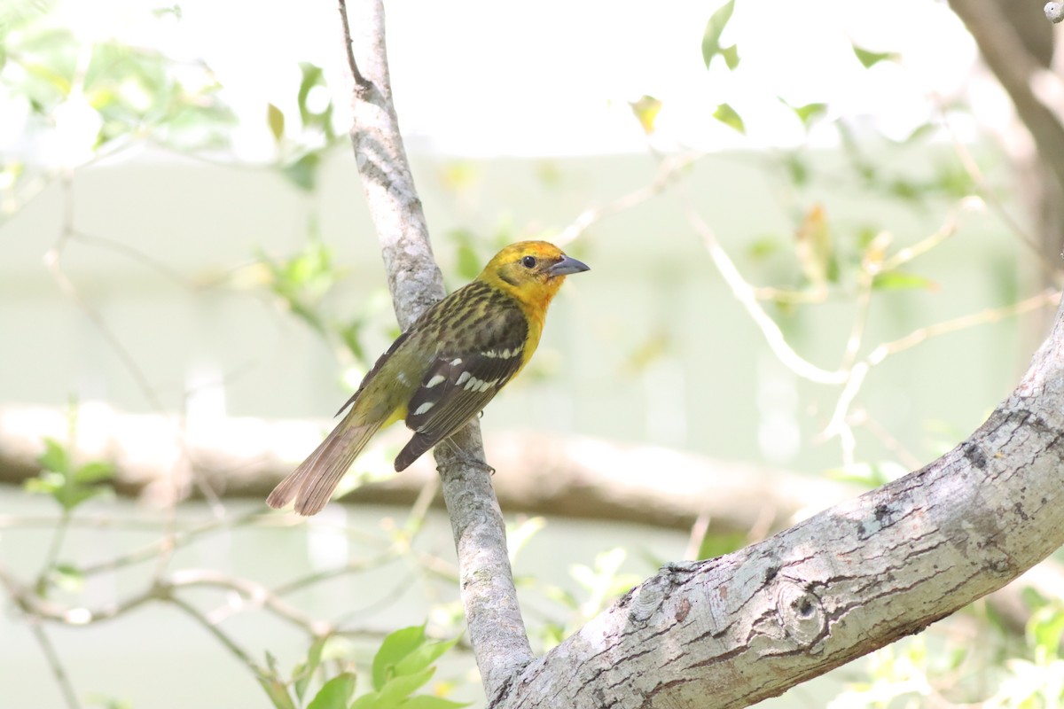 Flame-colored Tanager - ML639766803