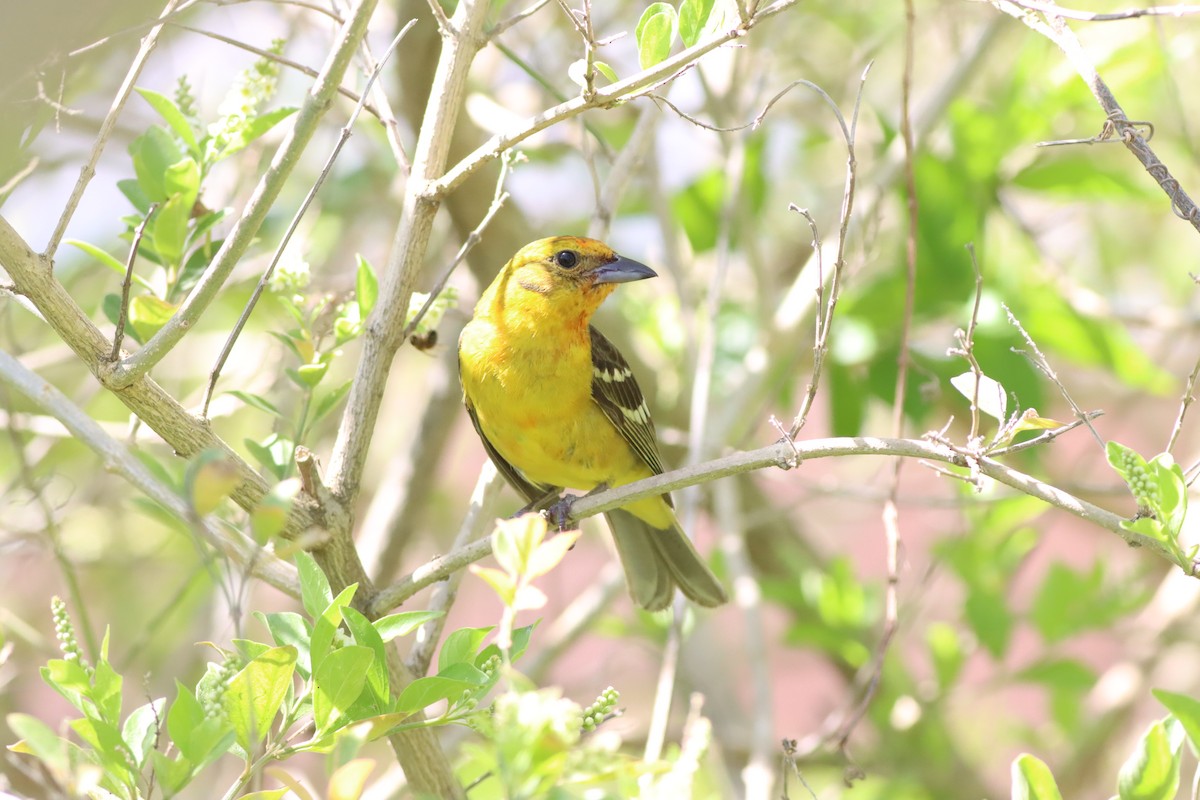 Flame-colored Tanager - ML639766804