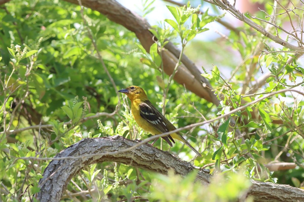 Flame-colored Tanager - ML639766805