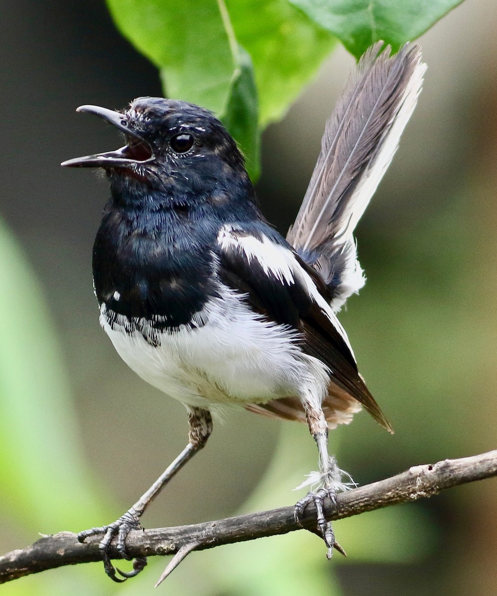Oriental Magpie-Robin - ML639766809