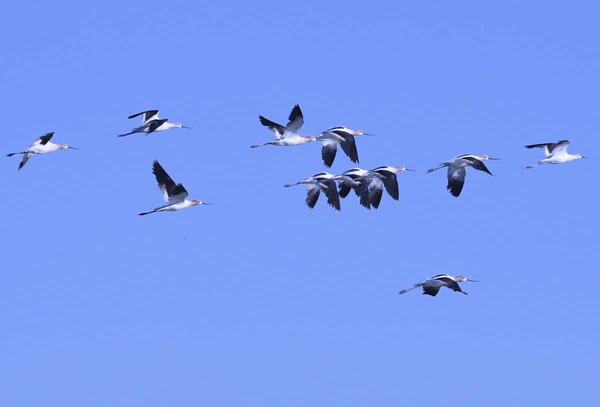 American Avocet - ML639766870