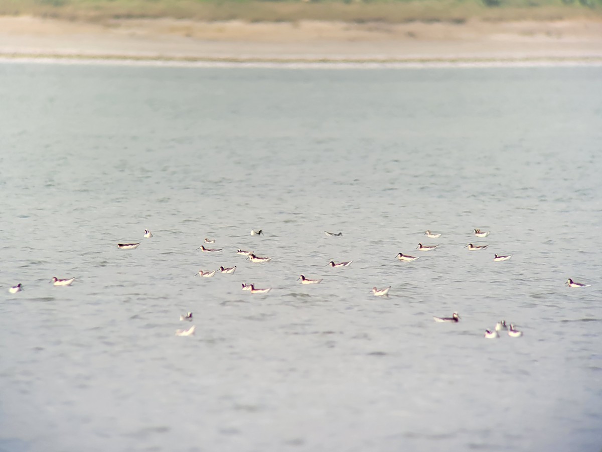 Wilson's Phalarope - ML639766880