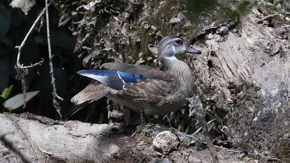 kachnička karolínská - ML639766882