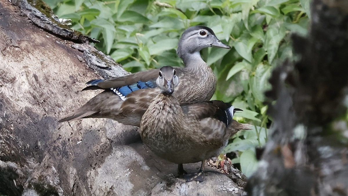 kachnička karolínská - ML639766883