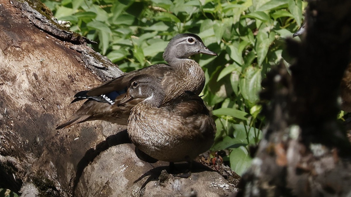 kachnička karolínská - ML639766884