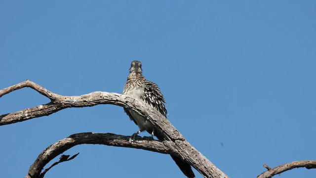 Greater Roadrunner - ML639766912