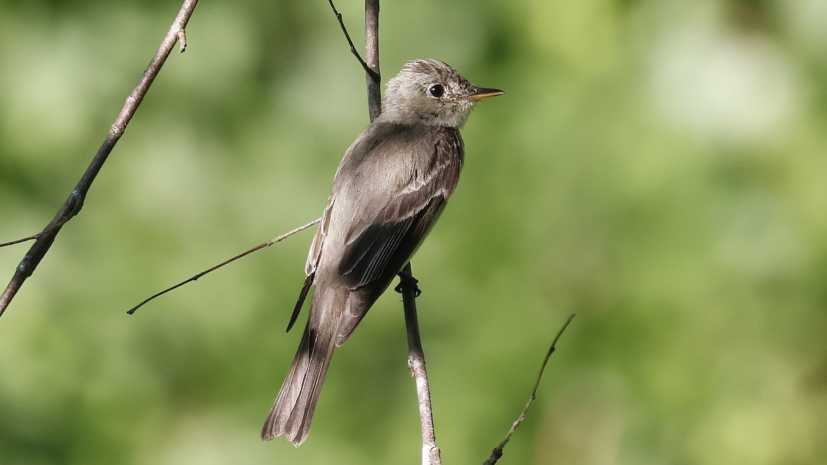 tyranovec východní - ML639766952