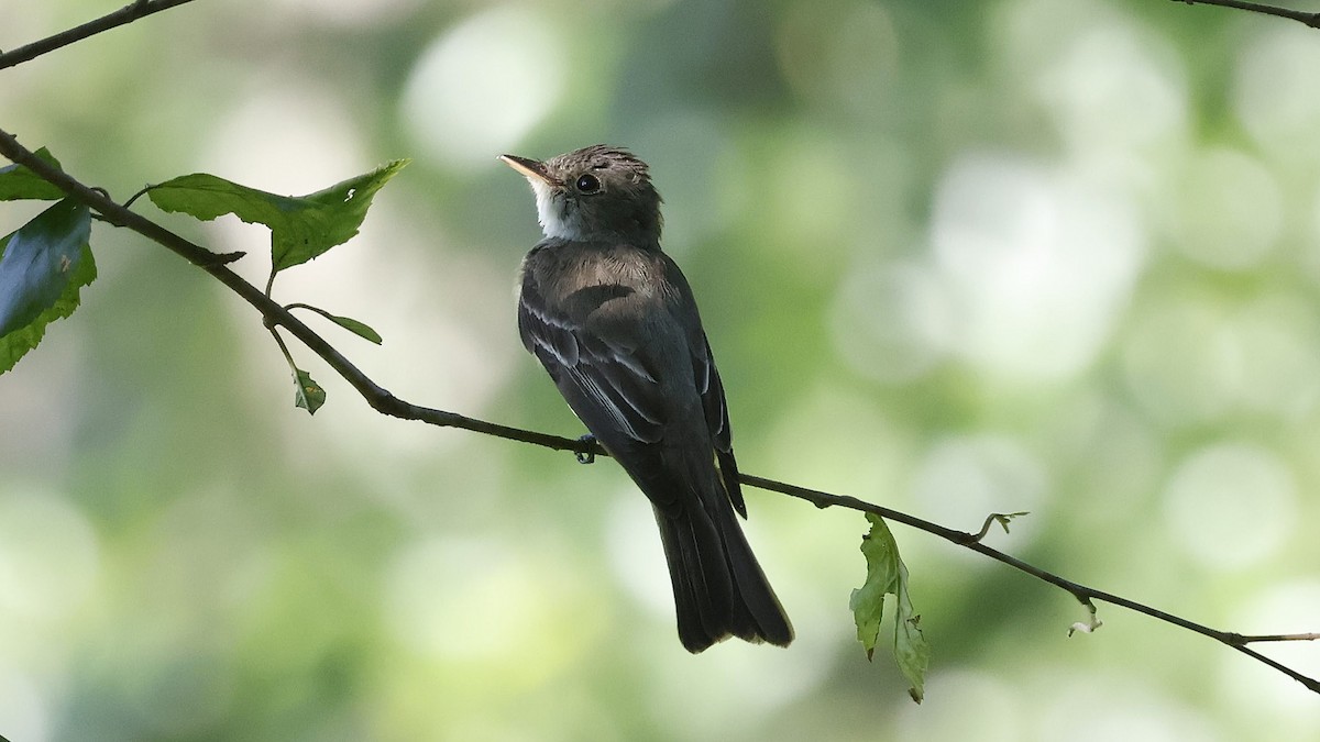 tyranovec východní - ML639766953