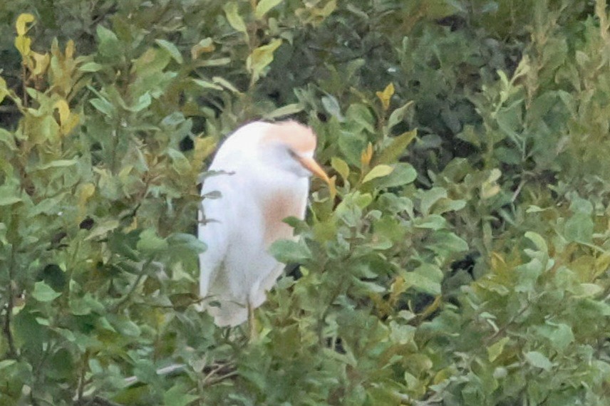Western Cattle-Egret - ML639766978