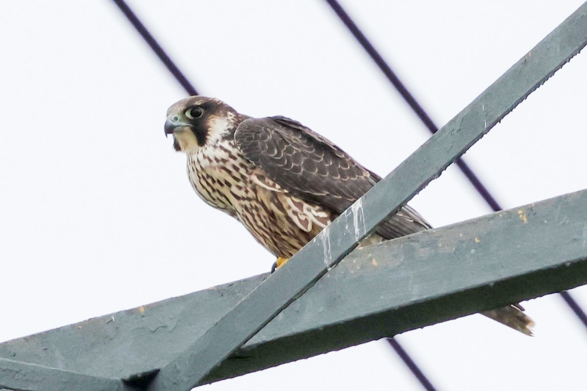 Peregrine Falcon - ML639766994