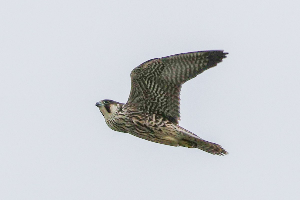 Peregrine Falcon - ML639766995