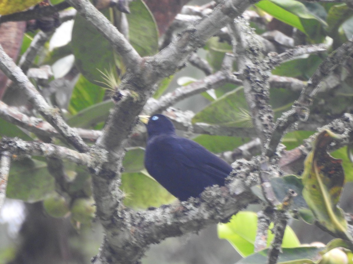 Scarlet-rumped Cacique - ML639767001