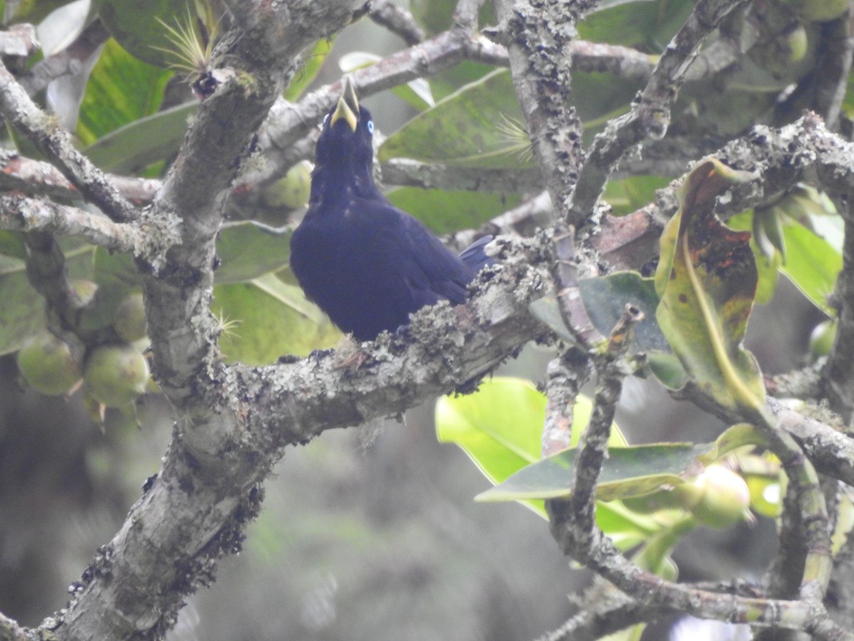 Scarlet-rumped Cacique - ML639767007
