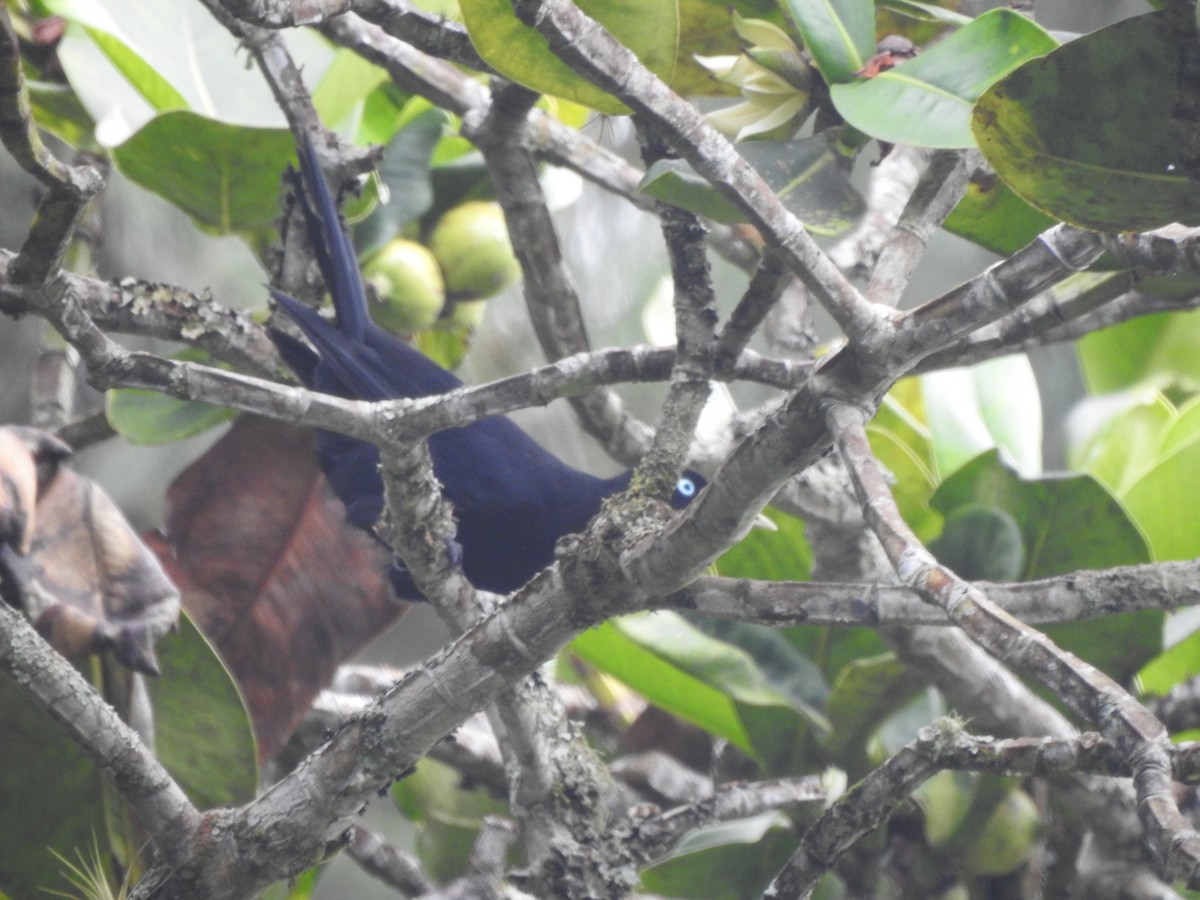 Scarlet-rumped Cacique - ML639767015