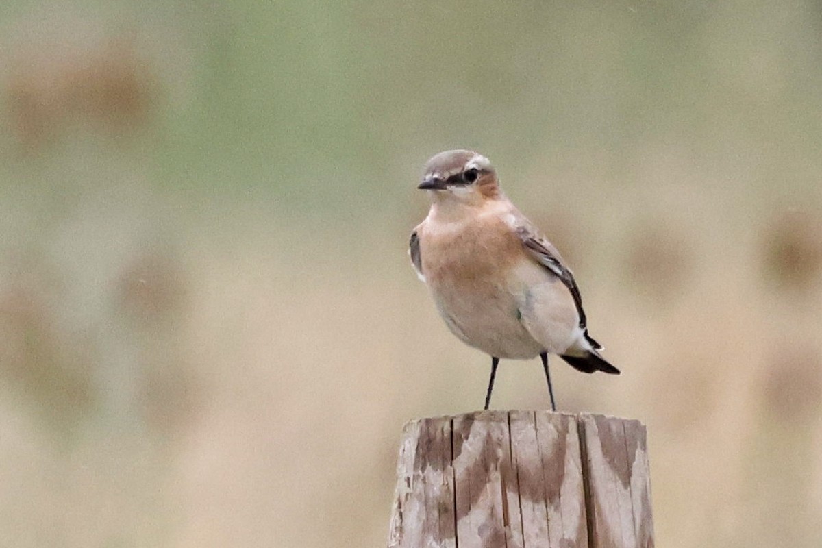 Northern Wheatear - ML639767024