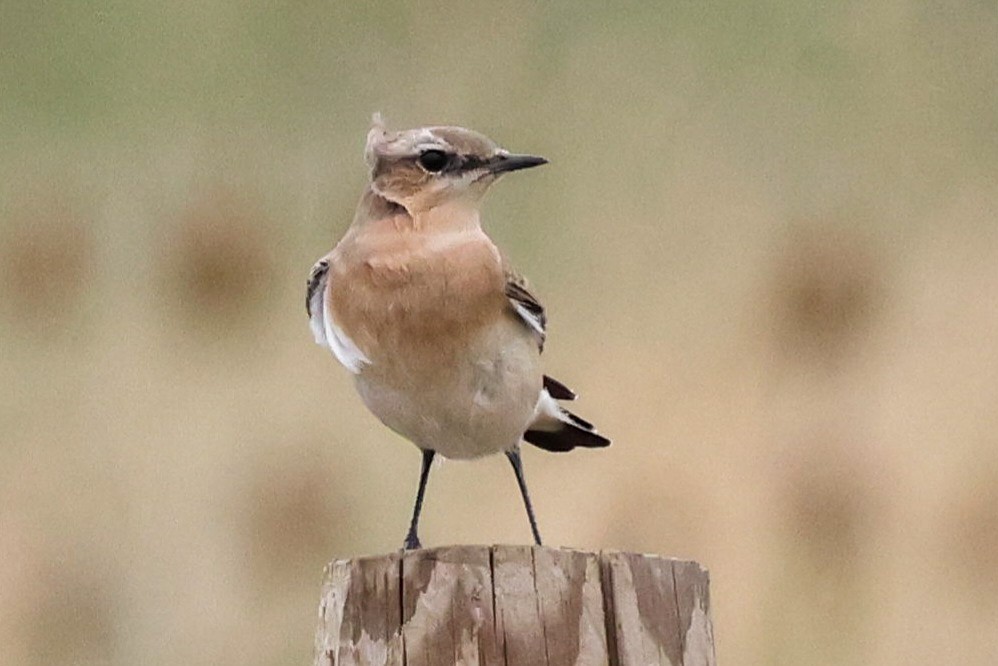 Northern Wheatear - ML639767026