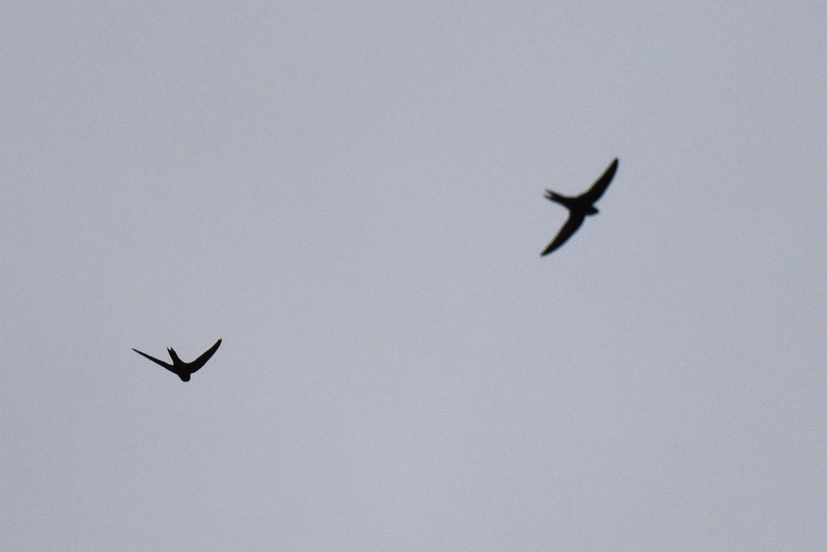 Plain Swift - ML639767039
