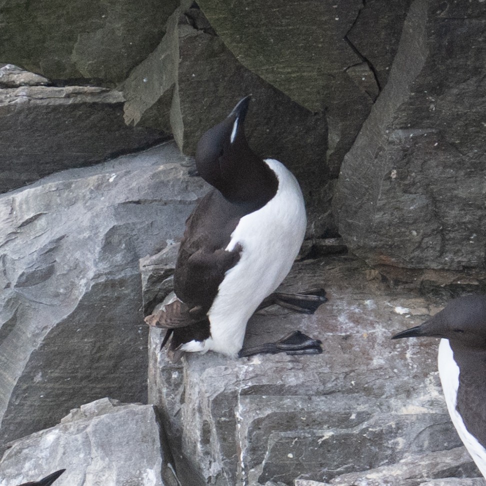Thick-billed Murre - ML639767049