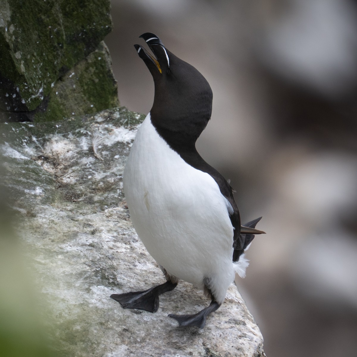 Gazza marina - ML639767074