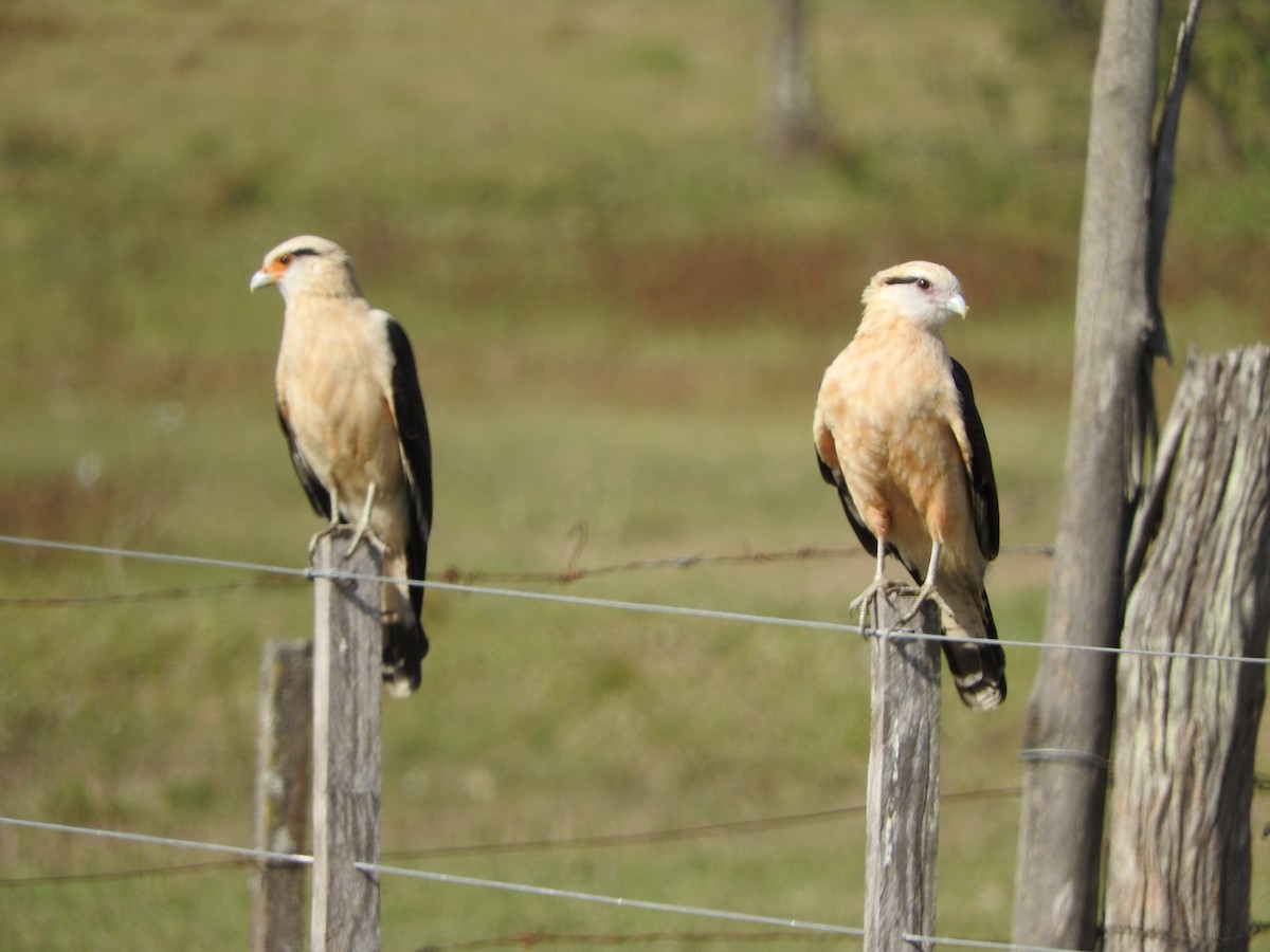 Yellow-headed Caracara - ML639767113