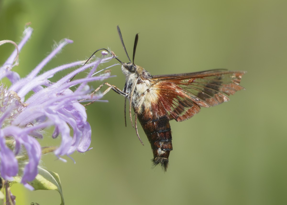 Hummingbird Clearwing - ML639767117