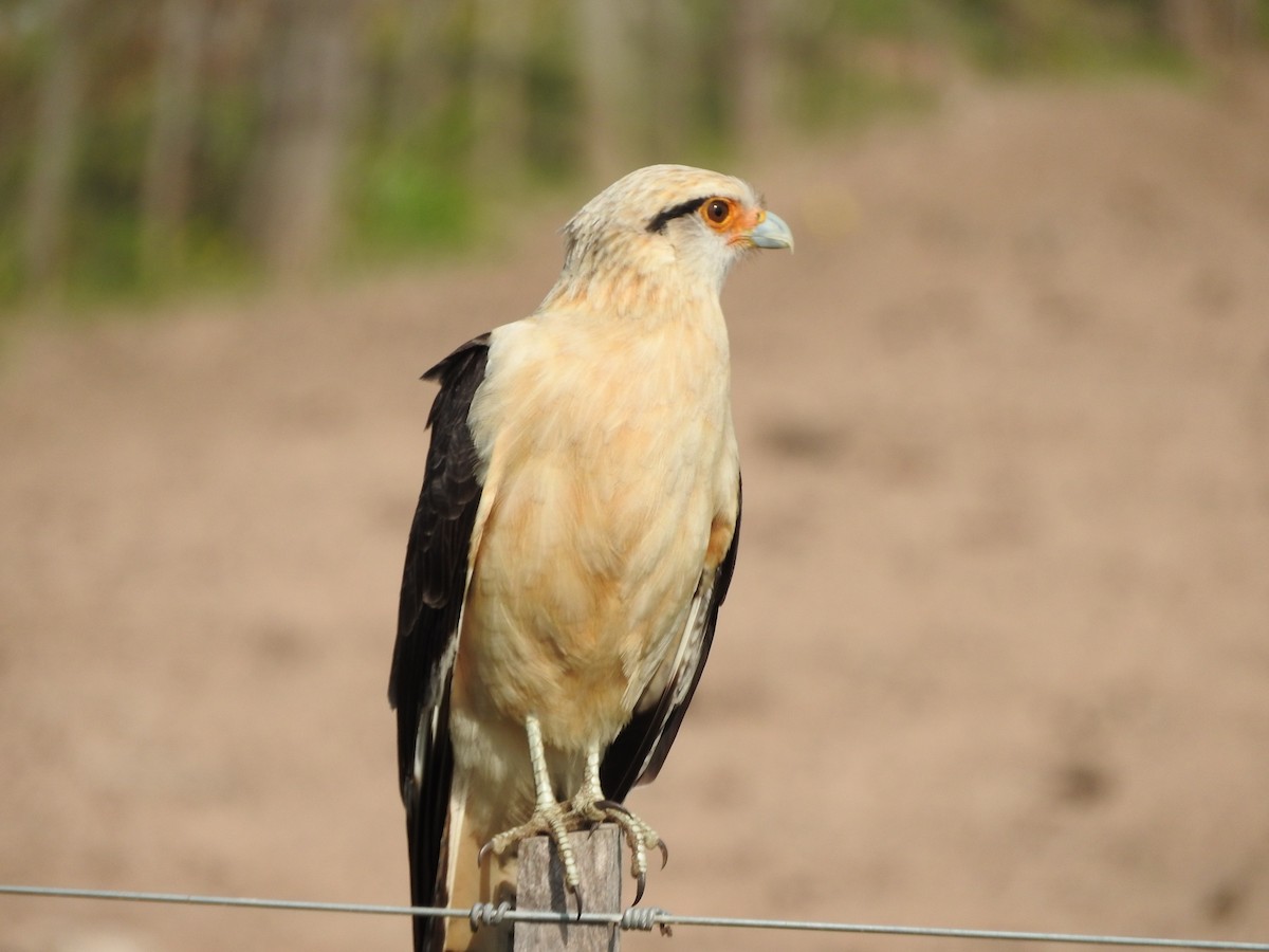 Yellow-headed Caracara - ML639767127