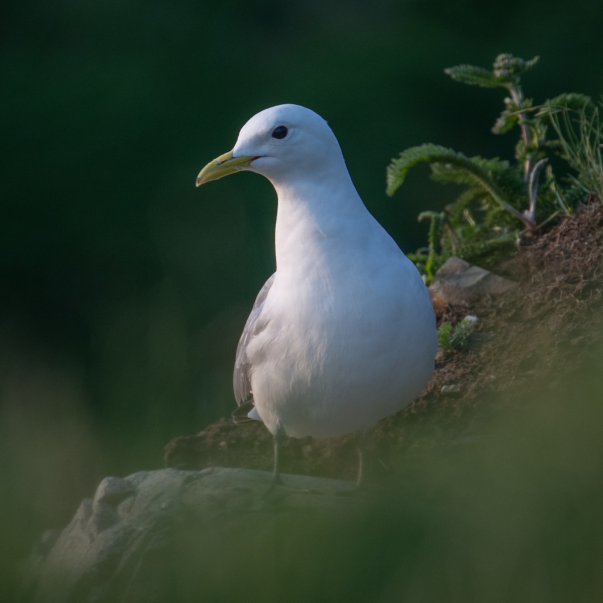 Gabbiano tridattilo - ML639767132