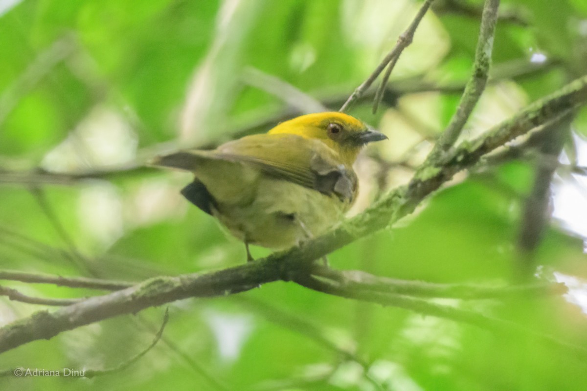 Yellow-headed Manakin - ML639767138