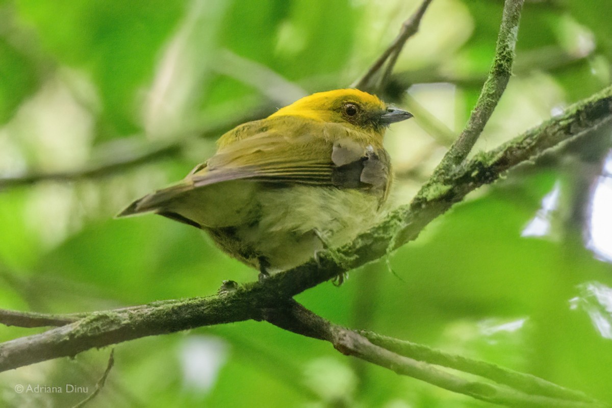 Yellow-headed Manakin - ML639767139