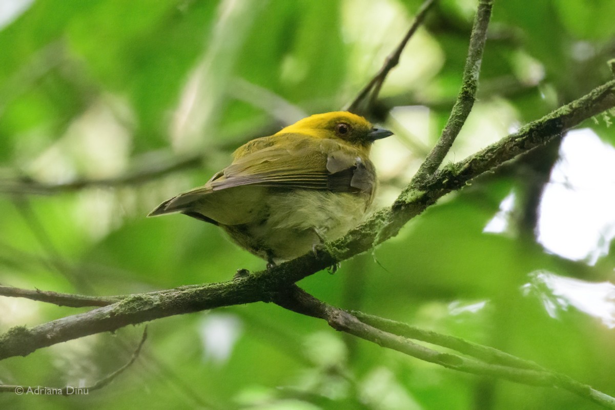 Yellow-headed Manakin - ML639767141