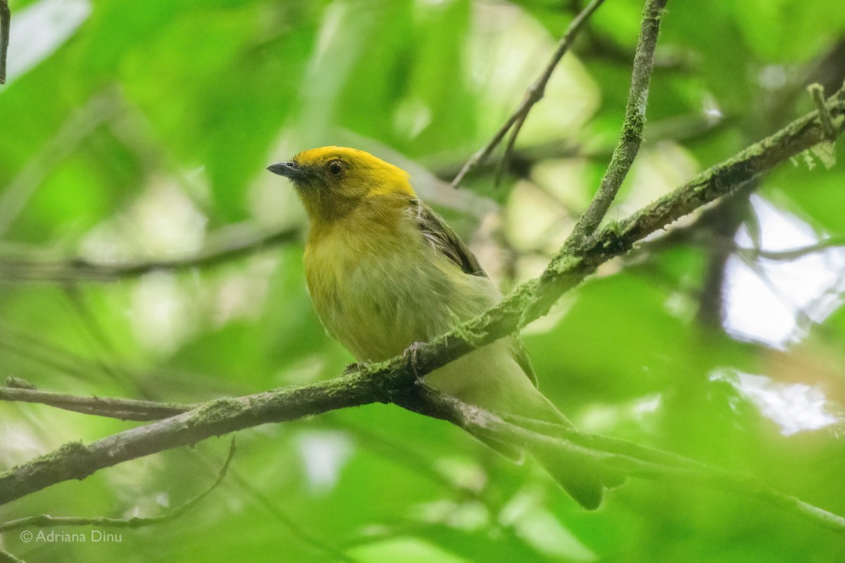 Yellow-headed Manakin - ML639767142
