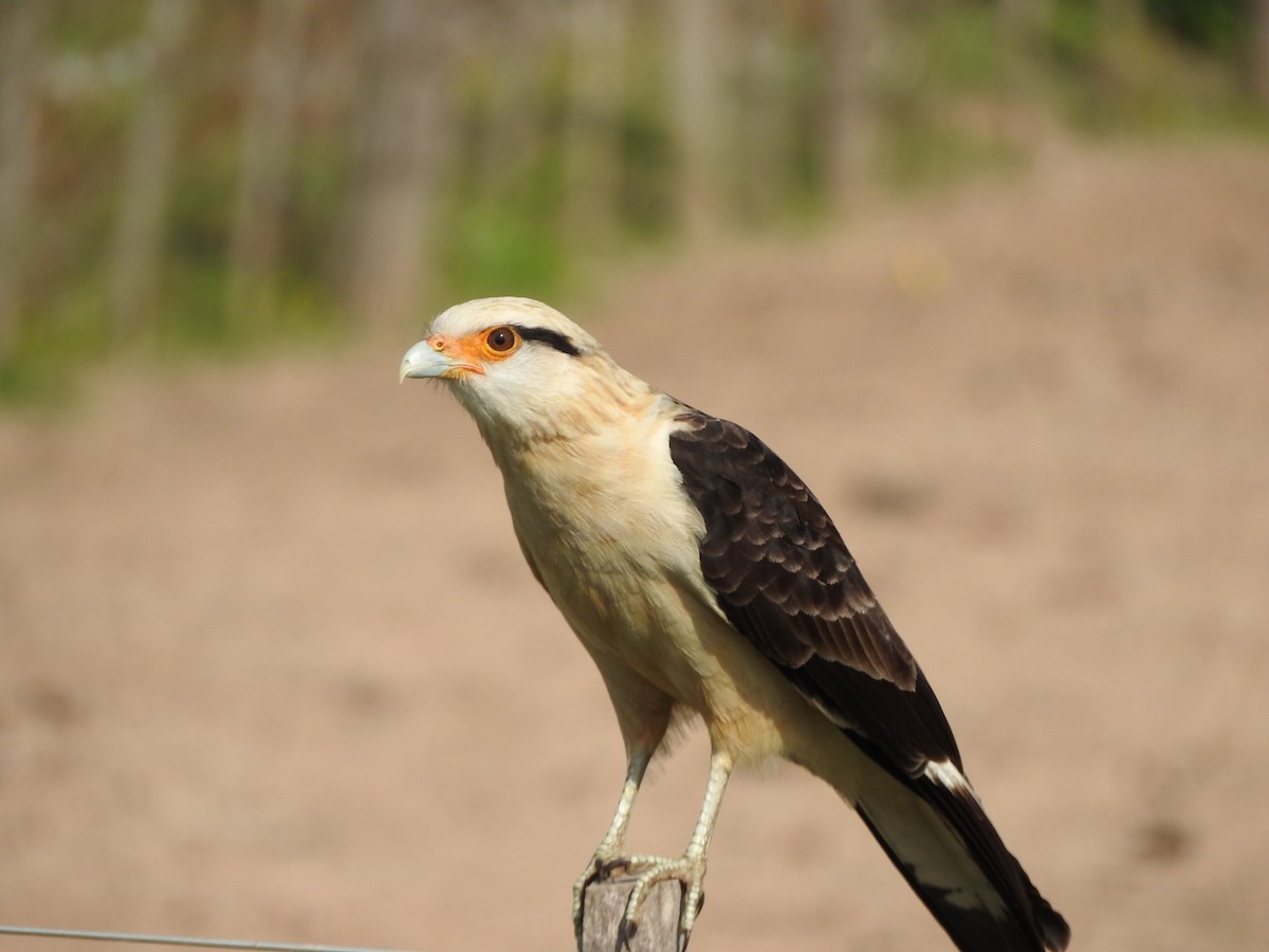 Yellow-headed Caracara - ML639767145