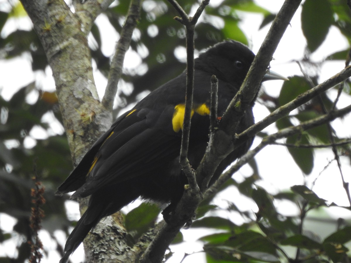 Mountain Cacique - ML639767159