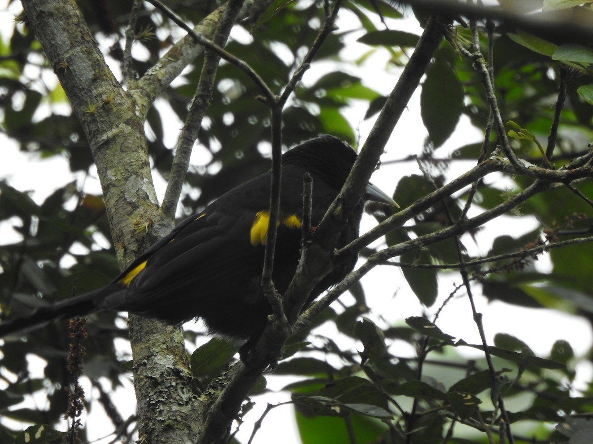 Mountain Cacique - ML639767165