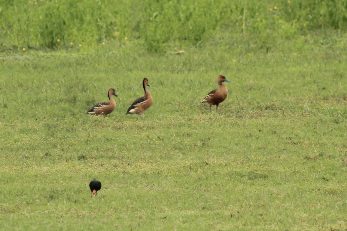 Fulvous Whistling-Duck - ML639767178