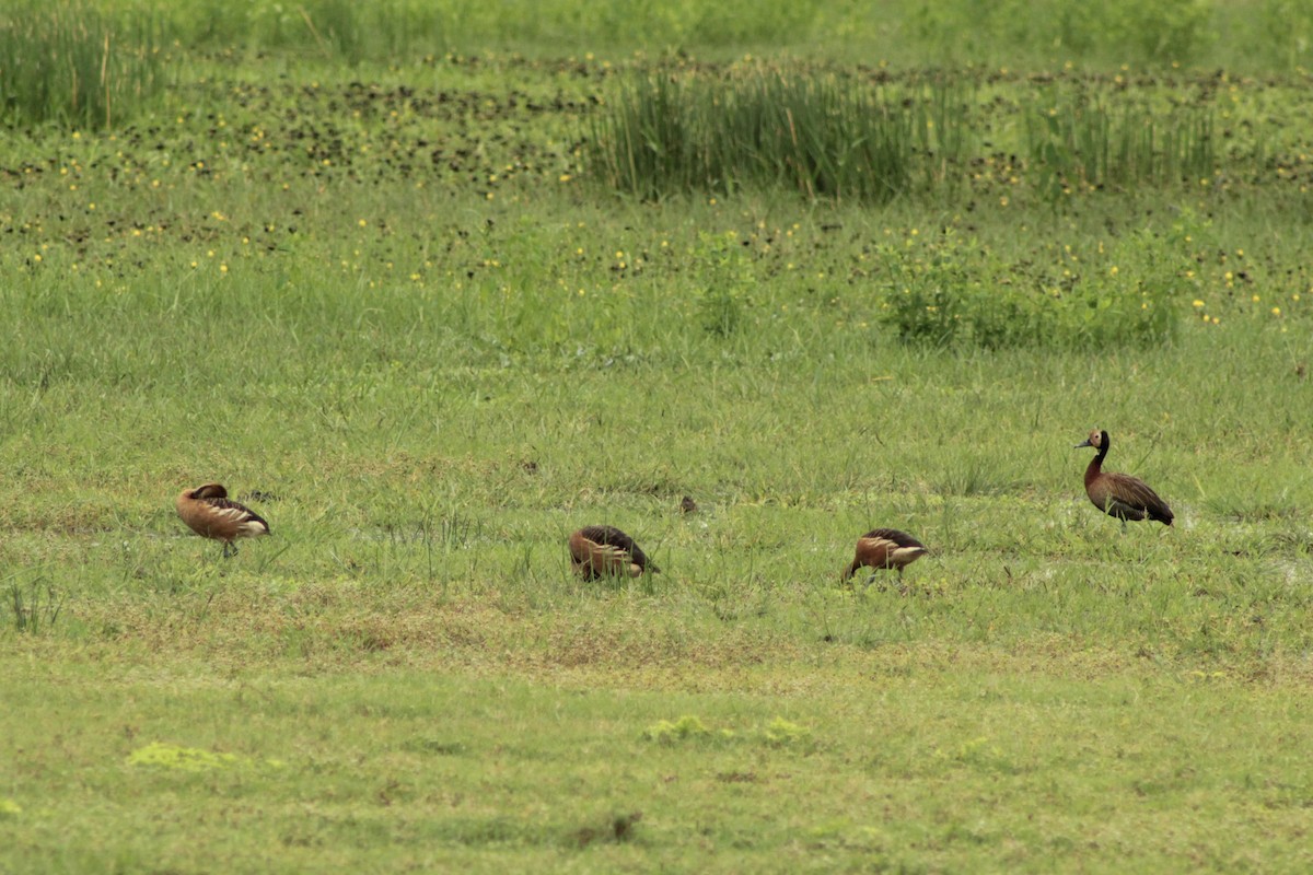 Fulvous Whistling-Duck - ML639767180