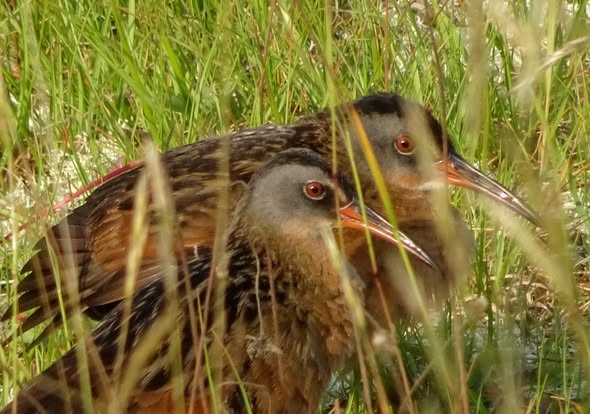 Virginia Rail - ML639767181