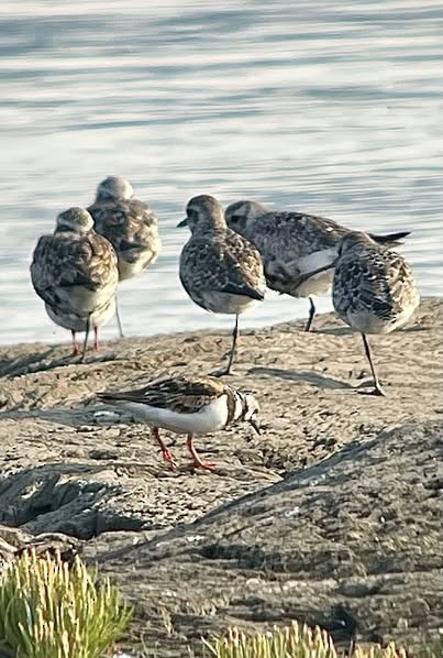 Ruddy Turnstone - ML639767215