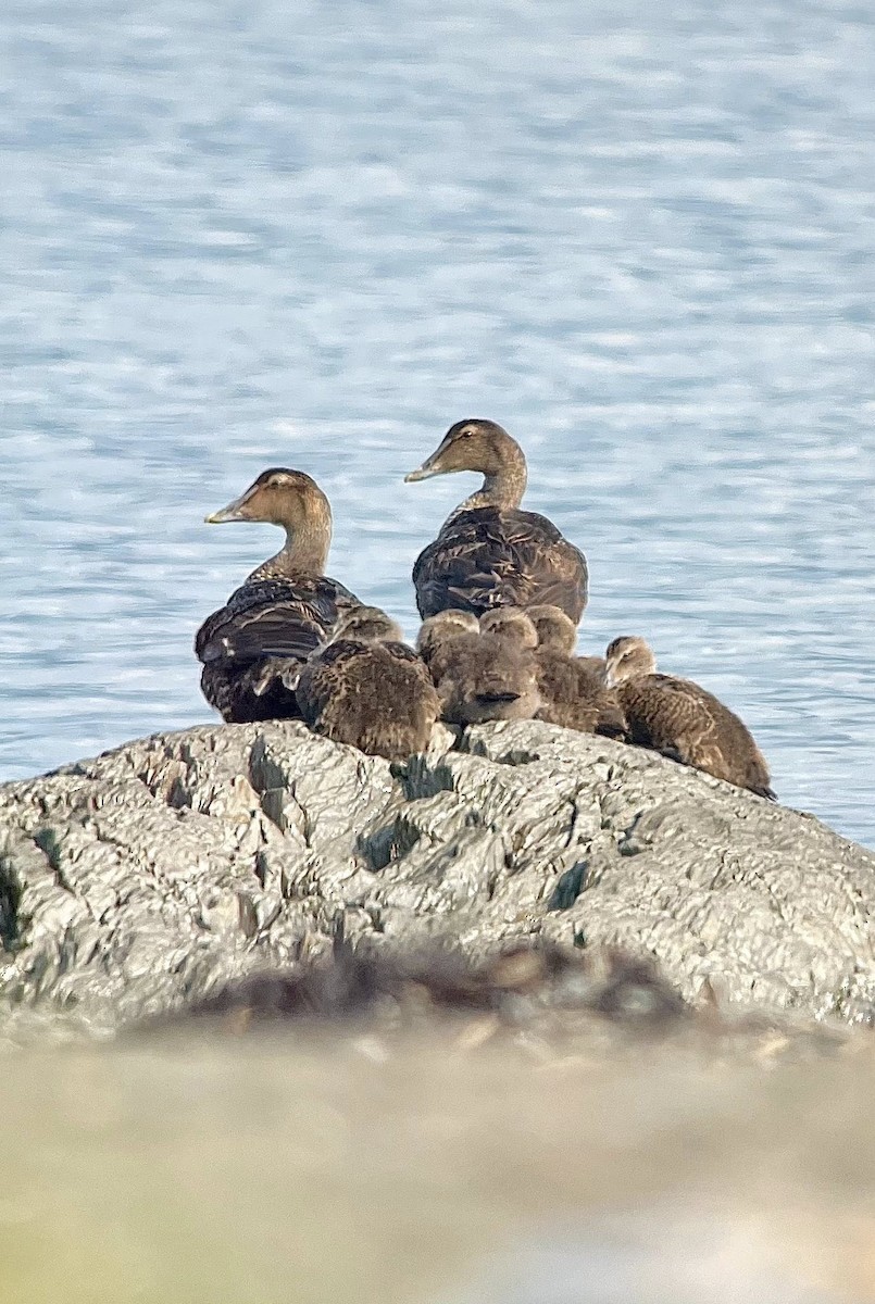Common Eider - ML639767246