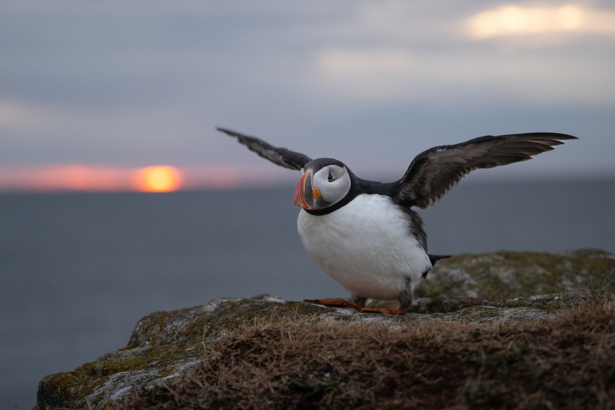 Pulcinella di mare - ML639767258