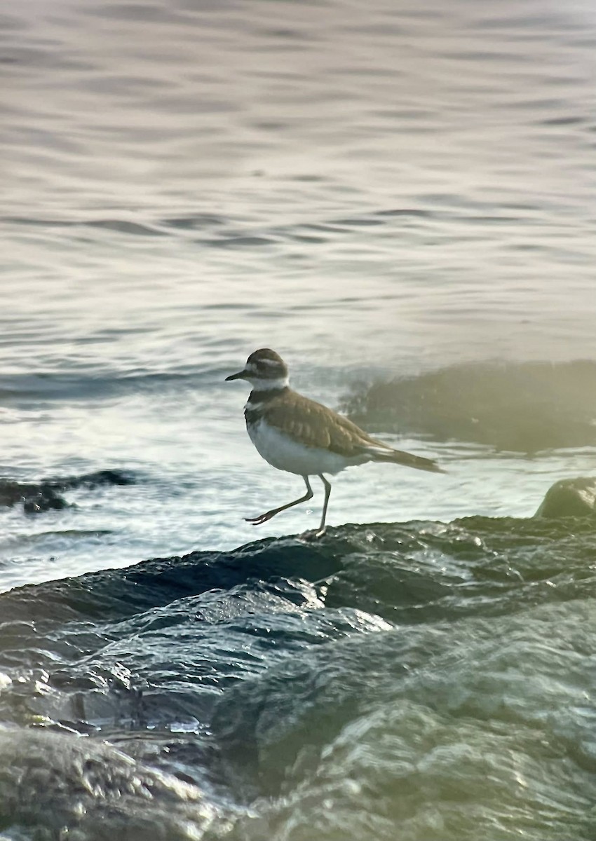 Killdeer - ML639767274