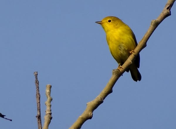 Northern Yellow Warbler - ML639767286