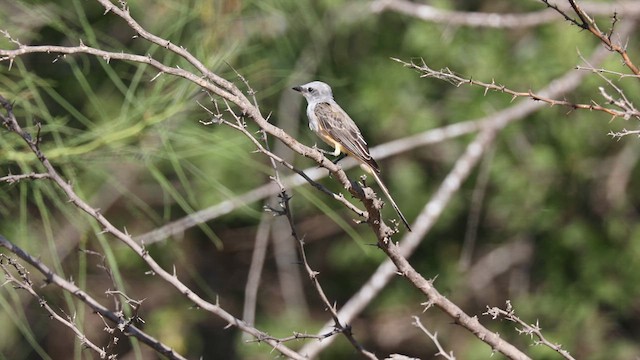 Scissor-tailed Flycatcher - ML639767326