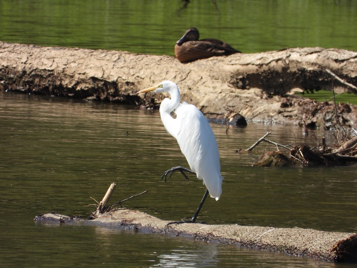 Great Egret - ML639767335