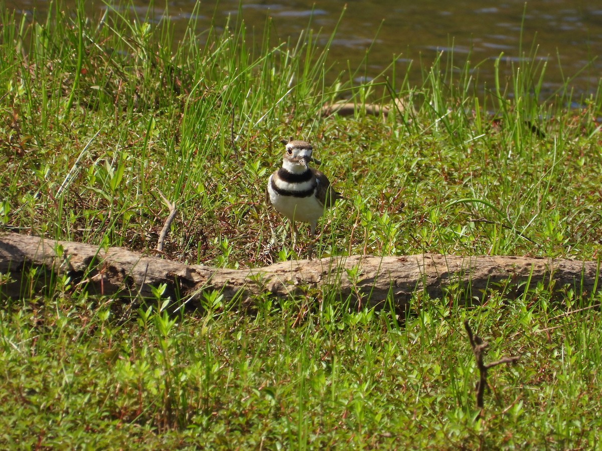Killdeer - ML639767338