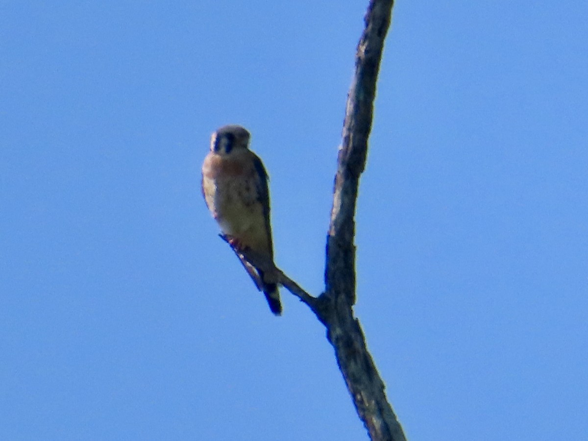 Buntfalke - ML639767340