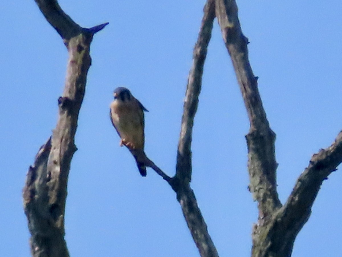Buntfalke - ML639767341