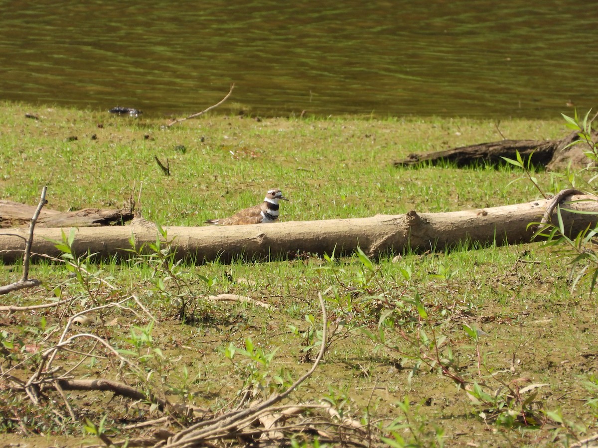Killdeer - ML639767355