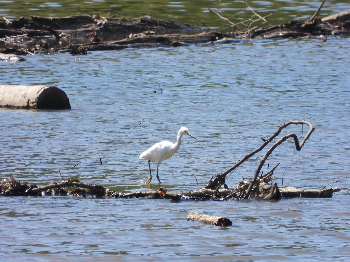 Snowy Egret - ML639767359